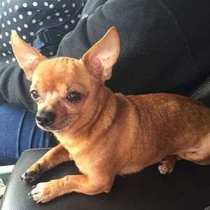 Meet your Posher, Glenda